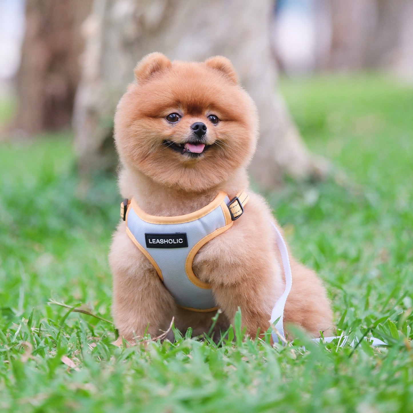 Oxford Cloth Smart Casual Harness - Snow with Yellow