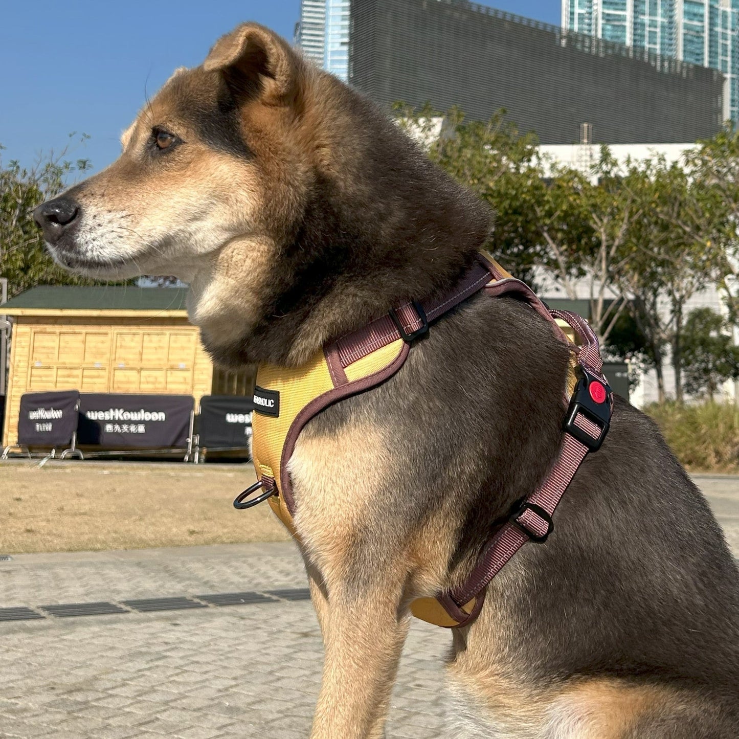 Smart Max No Pull Harness - Bright with Brown