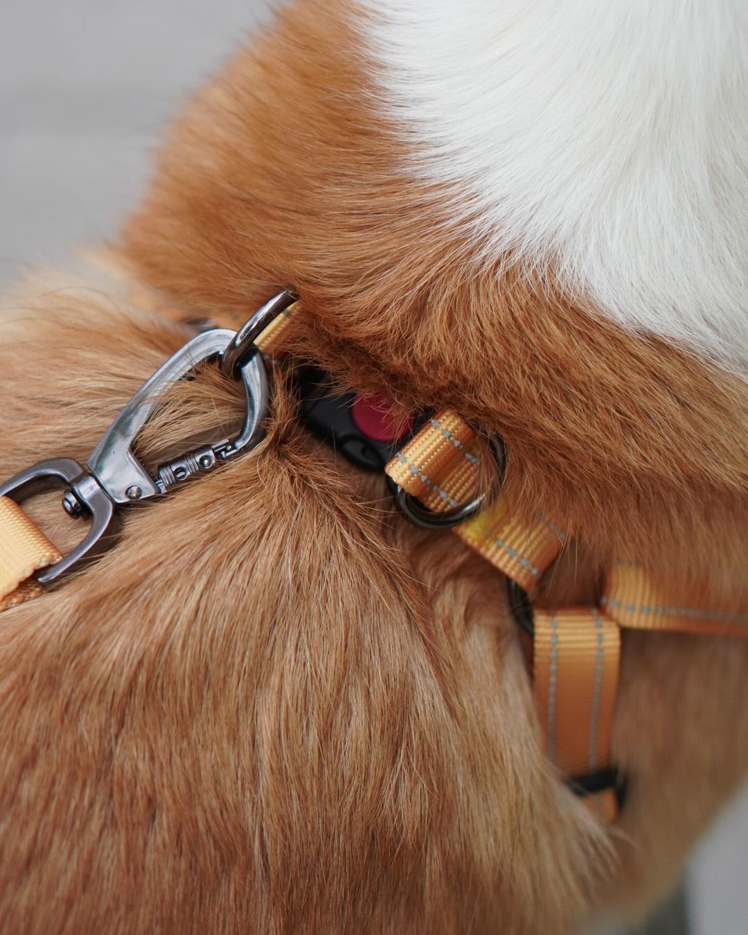 Classic Comfort Leash - Navy Blue