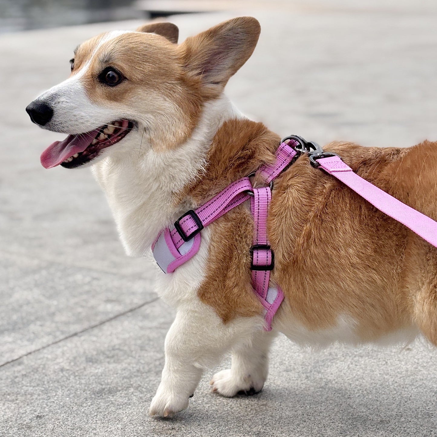 Oxford Cloth Smart Casual Harness - Crimson with Pink
