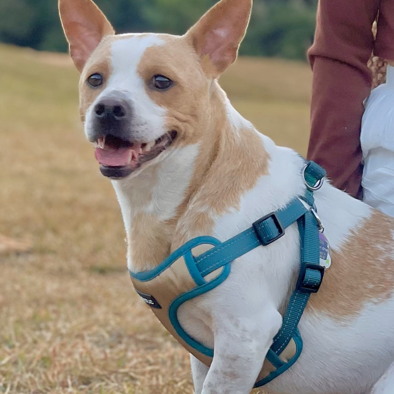 Oxford Cloth Smart Casual Harness - Bright with Green