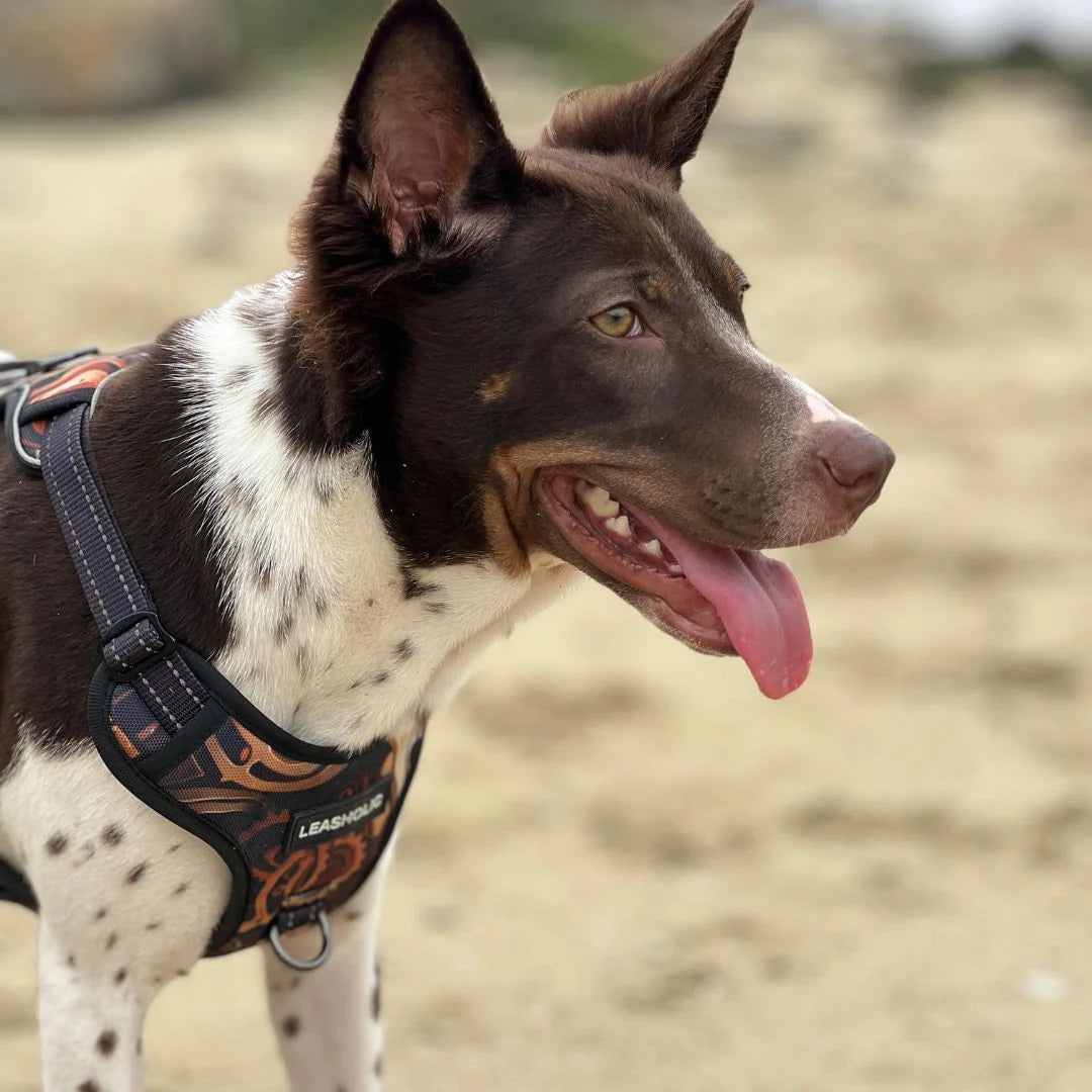 Oxford Cloth No-Pull Harness - Vintage Watch Movement