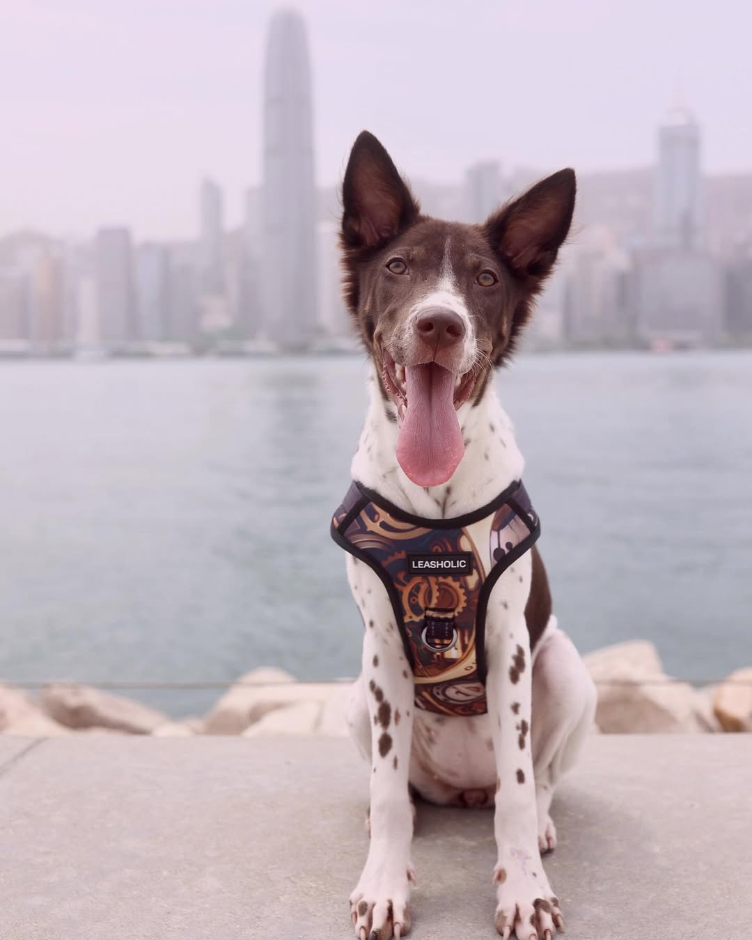 Oxford Cloth No-Pull Harness - Vintage Watch Movement