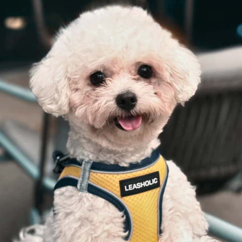 Ultra Light Harness - Snow with Blue